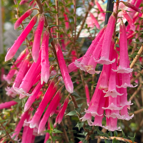 Close-up of vibrant pink, fringed tubular flowers resembling pan pipes hanging from thin green stems in an Epacris 'Pan Pipes' 6" pot, adorned with droplets.