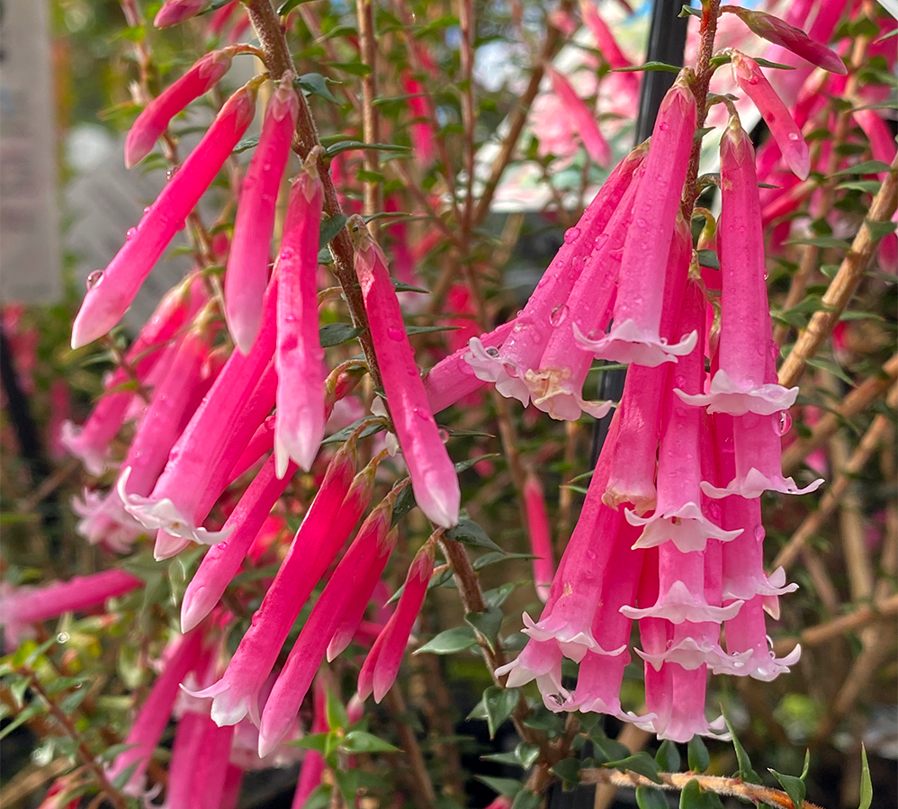 Close-up of vibrant pink, fringed tubular flowers resembling pan pipes hanging from thin green stems in an Epacris 'Pan Pipes' 6" pot, adorned with droplets.
