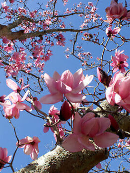 A Magnolia 'Campbellii' 12" Pot with pink flowers against a blue sky.