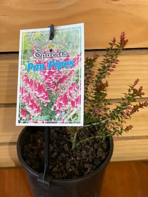Epacris 'Pan Pipes' 6" Pot - Image 2