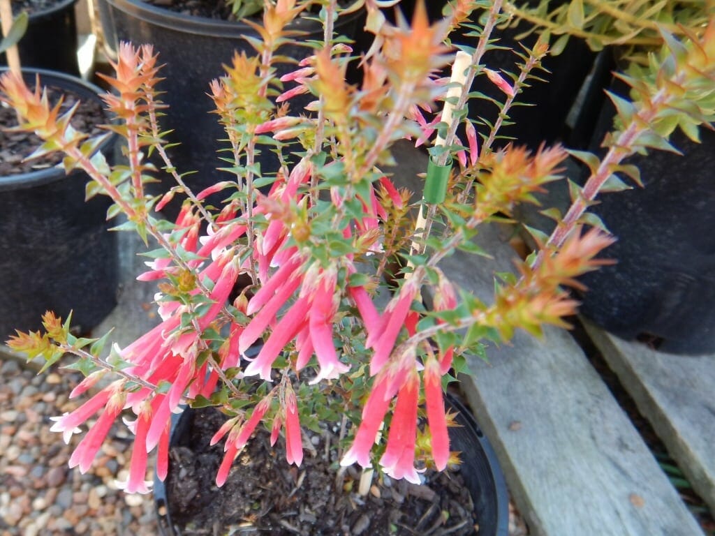 Epacris 'Pan Pipes' 6" Pot - Image 3
