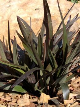 A spiky, green Dianella 'Blaze™' in a 6" Pot is nestled among wood chips and a large rock in the garden setting.