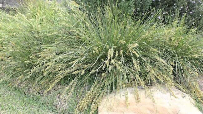 Lomandra 'Shara™' 7" Pot - Image 5