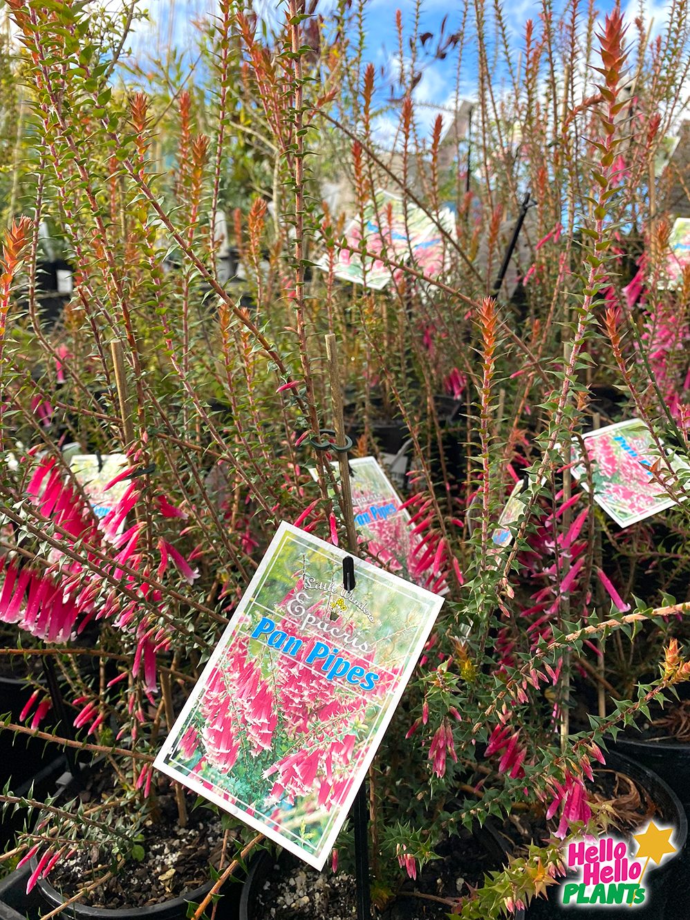 Epacris 'Pan Pipes' 6" Pot - Image 4