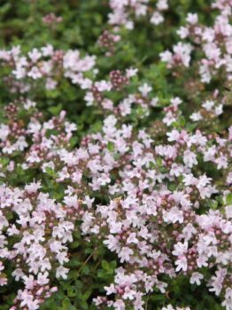 A dense cluster of small, pale pink blossoms adorns the green foliage of Thymus 'Pink Chintz Thyme.'.