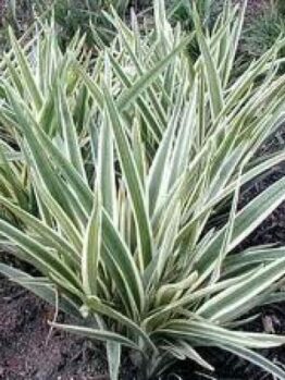 A dense cluster of spiky, variegated green and white leaves emerges gracefully from the ground, reminiscent of the Dianella 'Wyeena®' Flax Lily in a 7" pot.