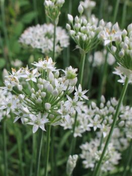 Clusters of Chives 'Garlic', with small white petals and green stems resembling delicate chive blossoms, adorn the garden setting.