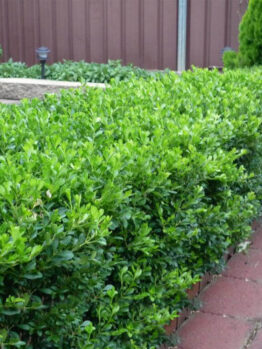 Buxus Microphylla "Korean Box"