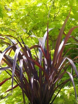 Phormium 'Black Beauty' Flax 6" Pot
