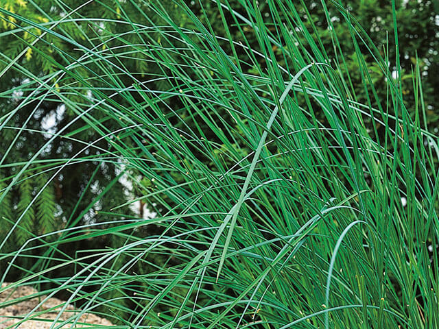 Lush green Poa 'Tussock Grass' 6" Pot growing in a garden setting.