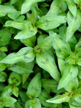 Top view of a dense patch of fresh green leaves with visible droplets of water, resembling vibrant Mint 'Vietnamese' often used in aromatic Vietnamese cuisine.