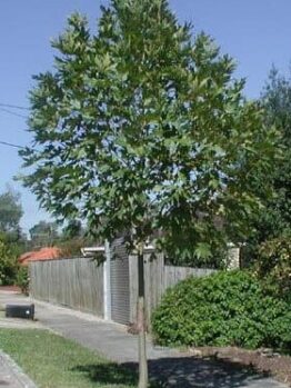 A Platanus 'Cut-Leaf Plane Tree' 16" Pot in front of a house in a residential area.