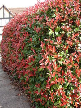 Photinia Red Robin