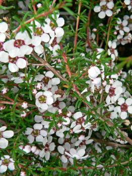 Astartea 'False Baeckea' 6" Pot (Economy Grade) on a bush.