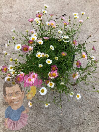 Seaside Daisy 6" pot In Store @ Hello Hello Plants