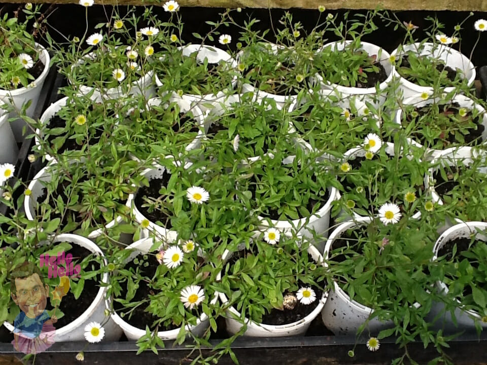 Daisy Spray 6" Pot