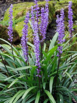 A plant with purple flowers in front of rocks, Liriope 'Evergreen Giant' 6" Pot.