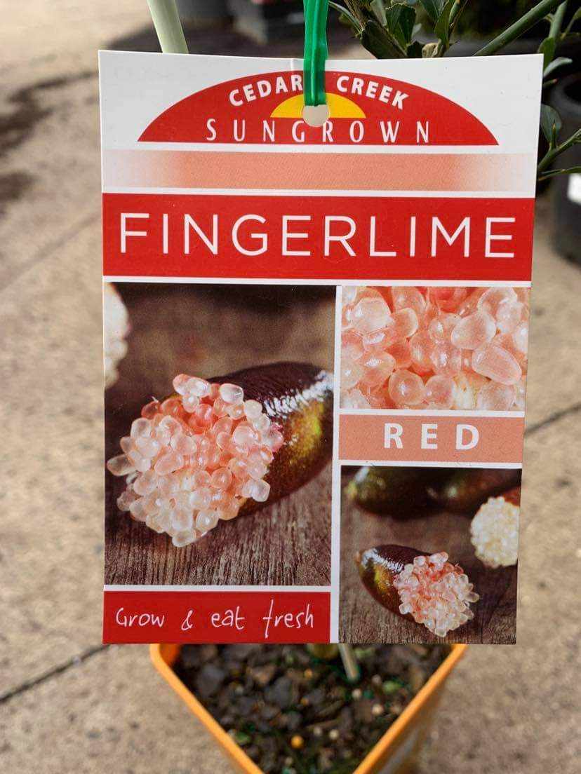 Citrus 'Red' Finger Lime - Image 2