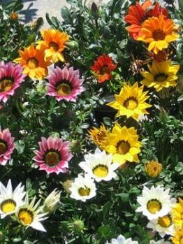 A group of colorful Gazania 'New Day Mix' 6" Pot flowers in a pot.