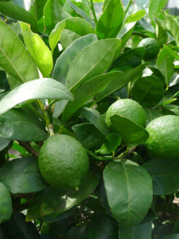 A tree with green leaves and limes growing on it.