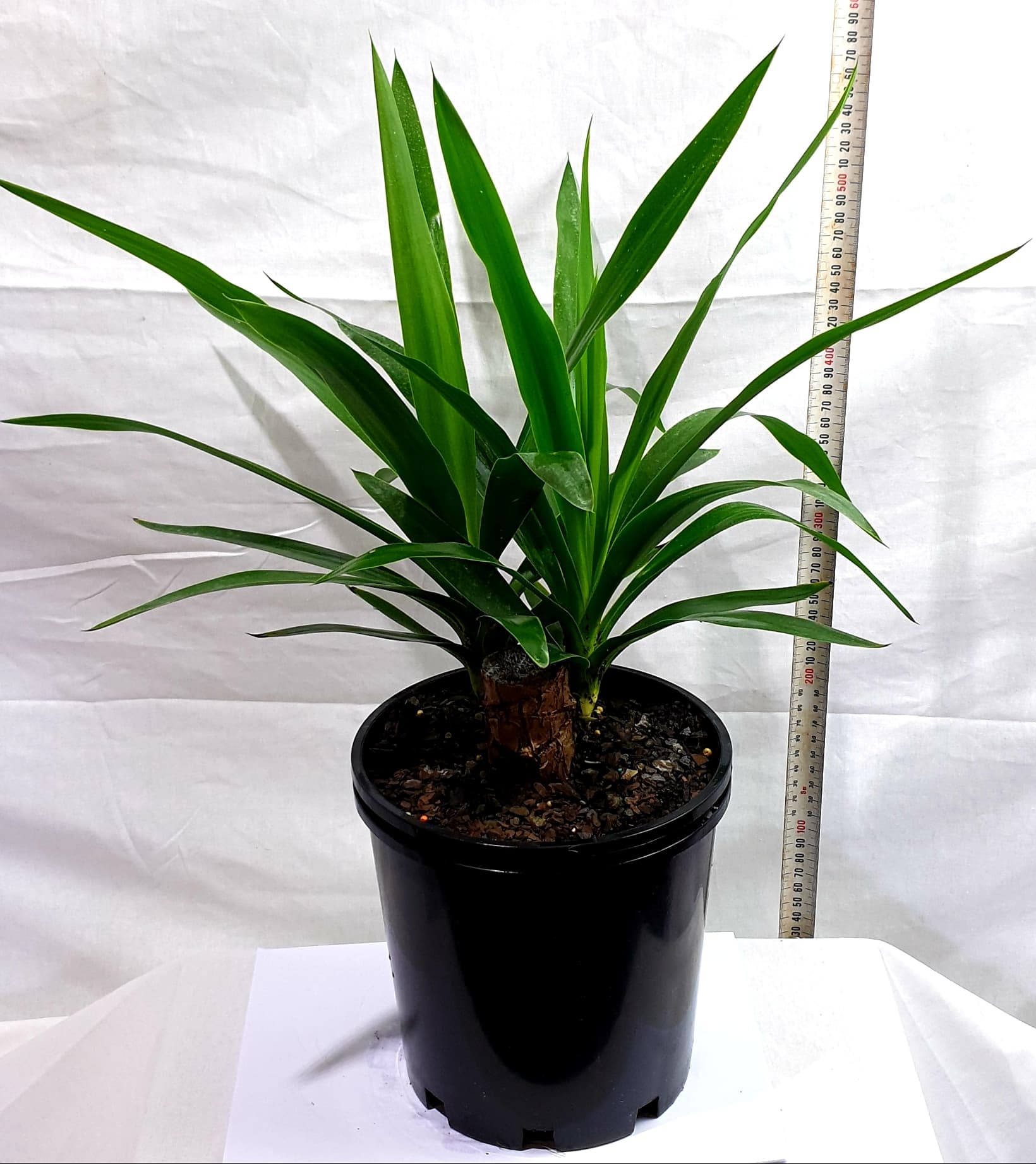 Yucca elephantipes 'Stick Yucca' 8" Pot - Image 5