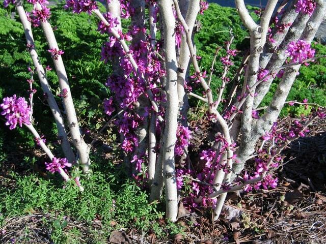 Cercis 'Chinese Redbud' 13" Pot - Image 2