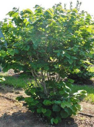 Cercis 'Chinese Redbud' 13" Pot - Image 4