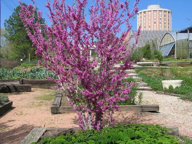 Cercis 'Chinese Redbud' 13" Pot - Image 5