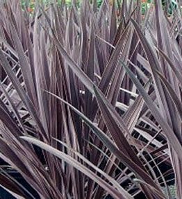 A close-up of the tall, spiky leaves of Cordyline 'Black Knight', densely clustered like regal armor in a rich dark purple.