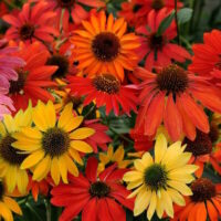 A bunch of Echinacea 'Cheyenne Spirit' Coneflower 8" Pot in a garden.