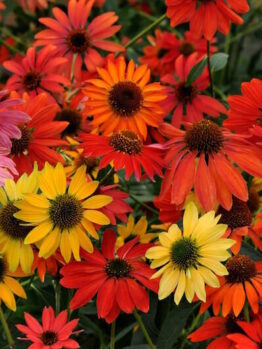 A bunch of Echinacea 'Cheyenne Spirit' Coneflower 8" Pot in a garden.