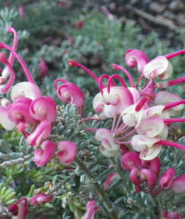 Pink and white flowers on a Grevillea 'Dwarf Greencape' 6" Pot.