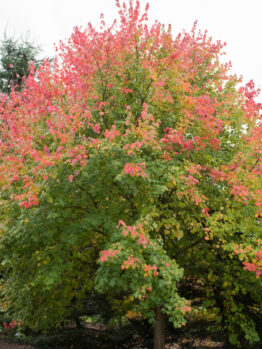 The Acer rubrum 'Red Maple' 8" Pot features green leaves that turn brilliant red and orange in autumn, making it a standout among outdoor trees.