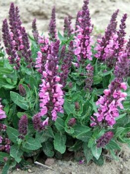 A Salvia 'Sensation Rose' 6" Pot with purple flowers in the dirt.