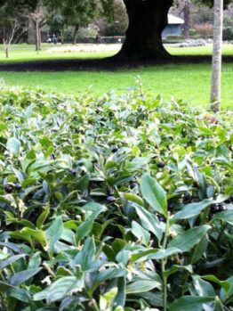 A Sarcococca 'Sweet Box Hedge' 8" Pot, also known as Sarcococca, consisting of lush green plants, beautifully lines the park.