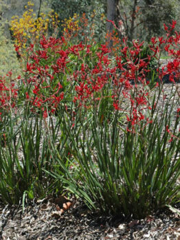 Anigozanthos 'Tall Red' Kangaroo Paw 6" Pot