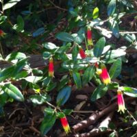 Correa 'Tucker Time Dinner Bells' 3" Pot