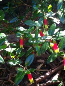 Correa 'Tucker Time Dinner Bells'