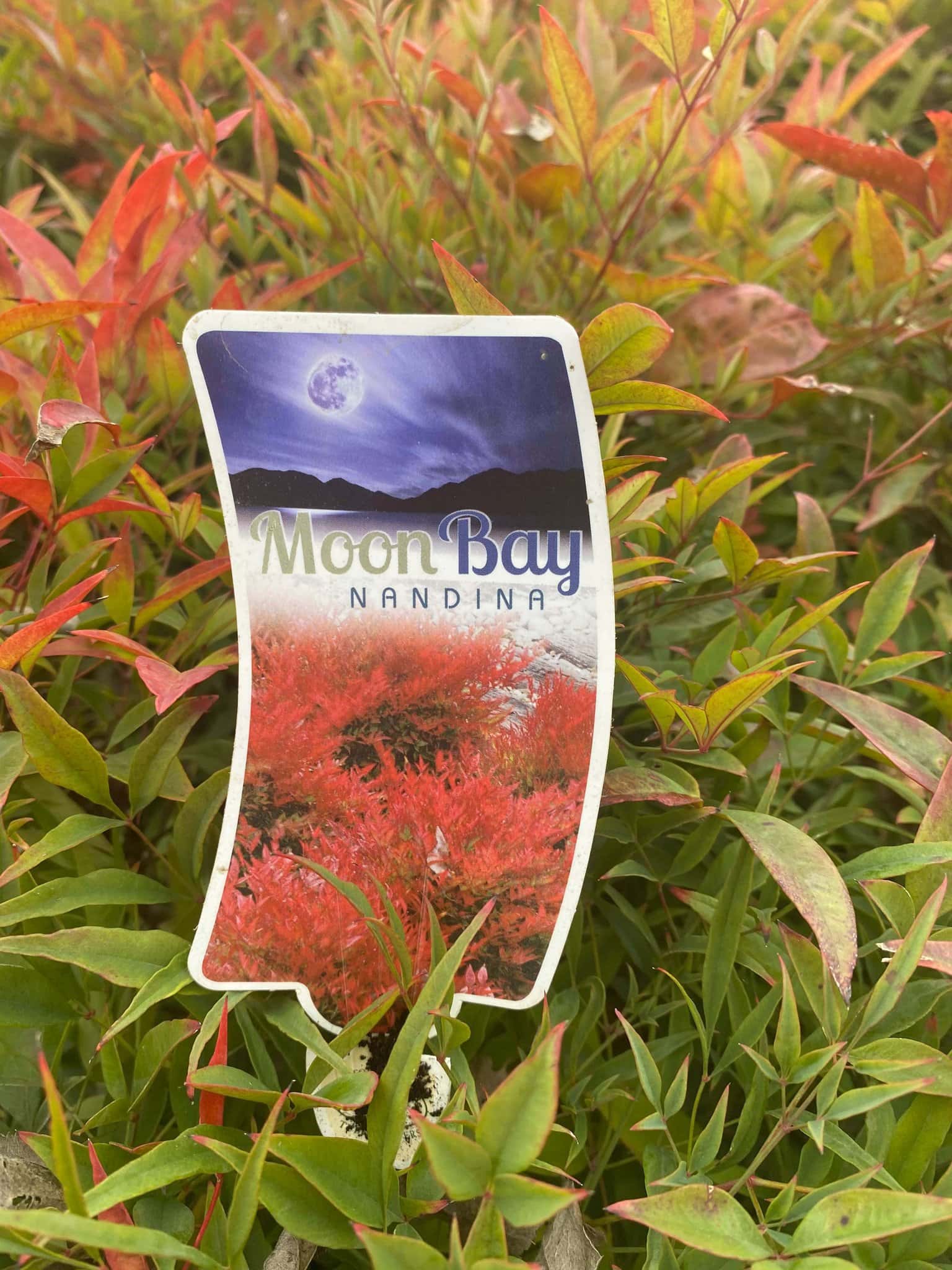 Nandina 'Moon Bay' 6" Pot - Image 2