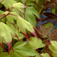 Acer 'Tsuma Beni' Japanese Maple 13" Pot