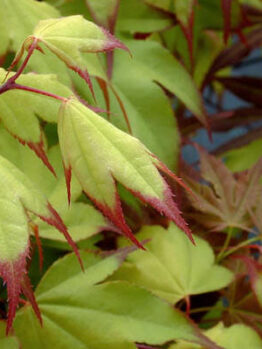 Acer 'Tsuma Beni' Japanese Maple 13" Pot