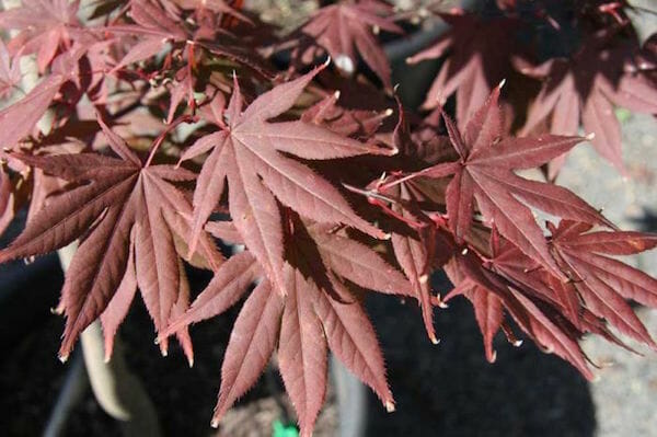 Acer 'Okagami' Japanese Maple - Image 2