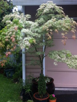 An Acer 'Floating Cloud' Japanese Maple 13" Pot delicately graces the area in front of a garage.