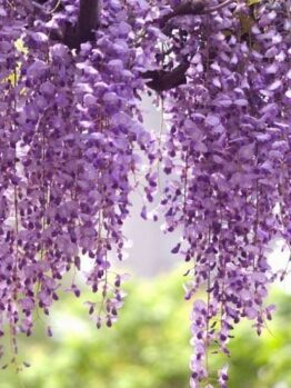 A Wisteria 'Royal Purple' 6" Pot hanging from a tree.