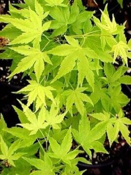Acer 'Shidava Gold' Japanese Maple 12" Pot