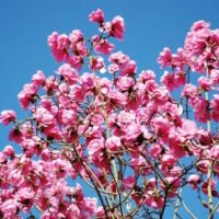 Magnolia 'Caerhays Belle'