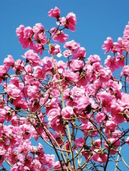 Magnolia 'Caerhays Belle' 16" Pot