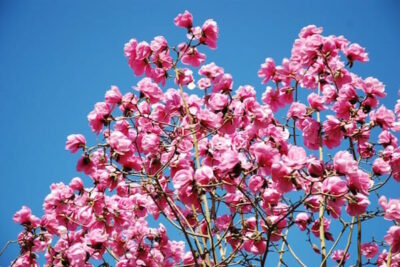 Magnolia 'Caerhays Belle' 12" Pot