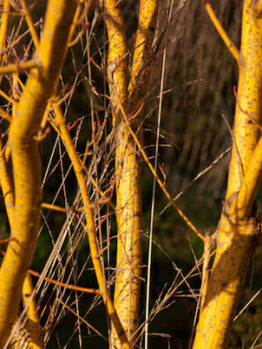 Acer 'Winter Gold' Japanese Maple 10" Pot