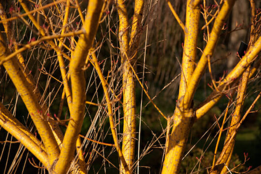 Acer 'Winter Gold' Japanese Maple 8" Pot